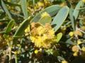 goat nut, deer nut, pignut, wild hazel, quinine nut, coffeeberry, andgray box bush